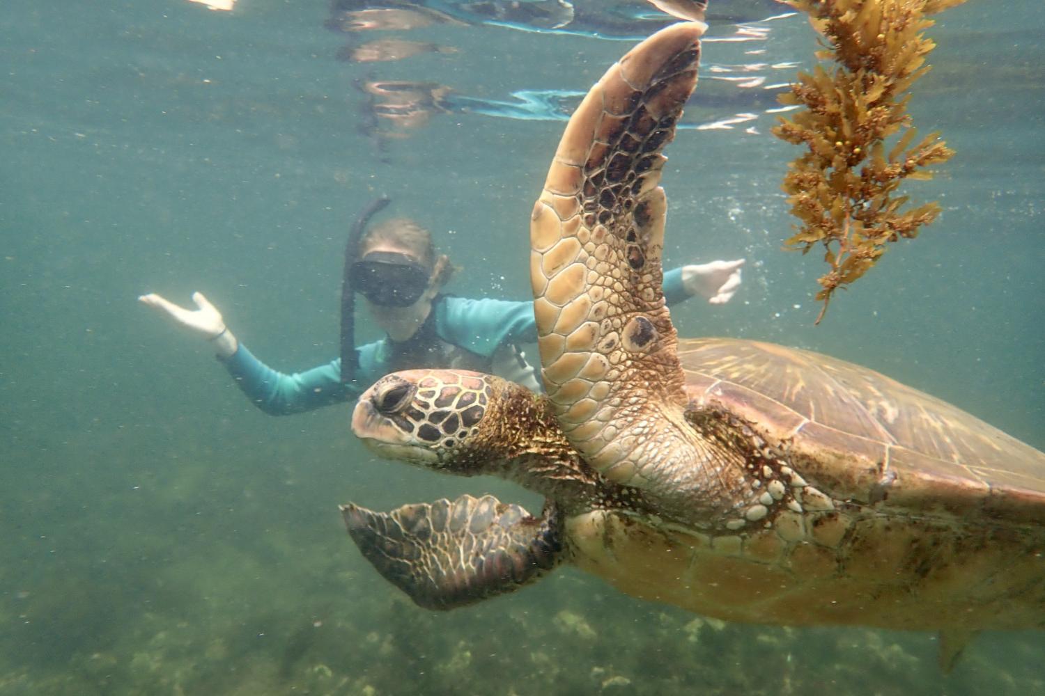 一名<a href='http://mowk.ngskmc-eis.net'>博彩网址大全</a>学生在Galápagos群岛游学途中与一只巨龟游泳.